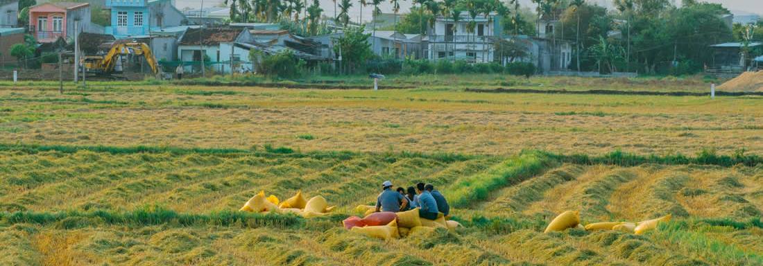 The fields are ready for harvest